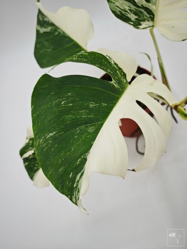Monstera Albo Variegata (L) 7 - Imagen 5