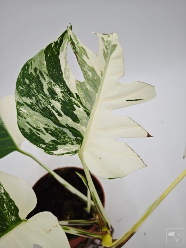 Monstera Albo Variegata (L) 7
