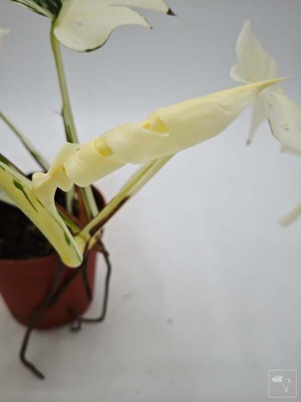 Monstera Albo Variegata (L) 7 - Imagen 7