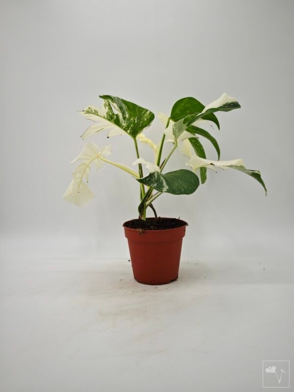 Monstera Albo Variegata (L) 7 - Imagen 8