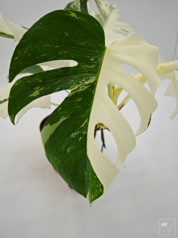 Monstera Albo Variegata (L) 7 - Imagen 9