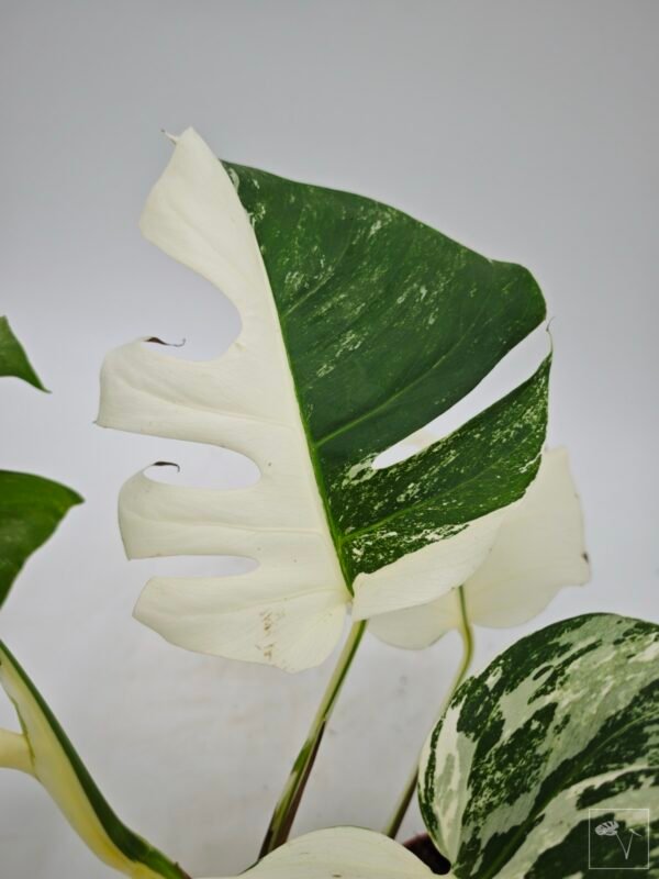 Monstera Albo Variegata (L) 7 - Imagen 10
