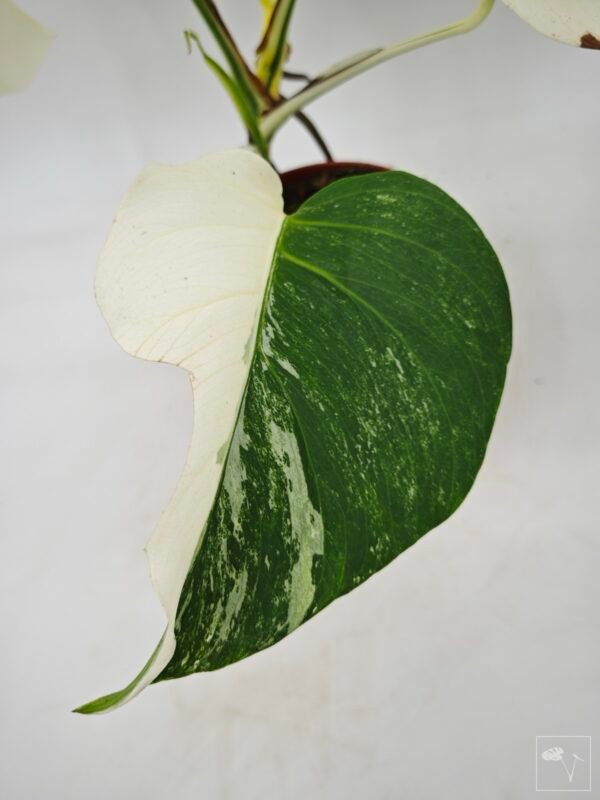 Monstera Albo Variegata (L) 7 - Imagen 11