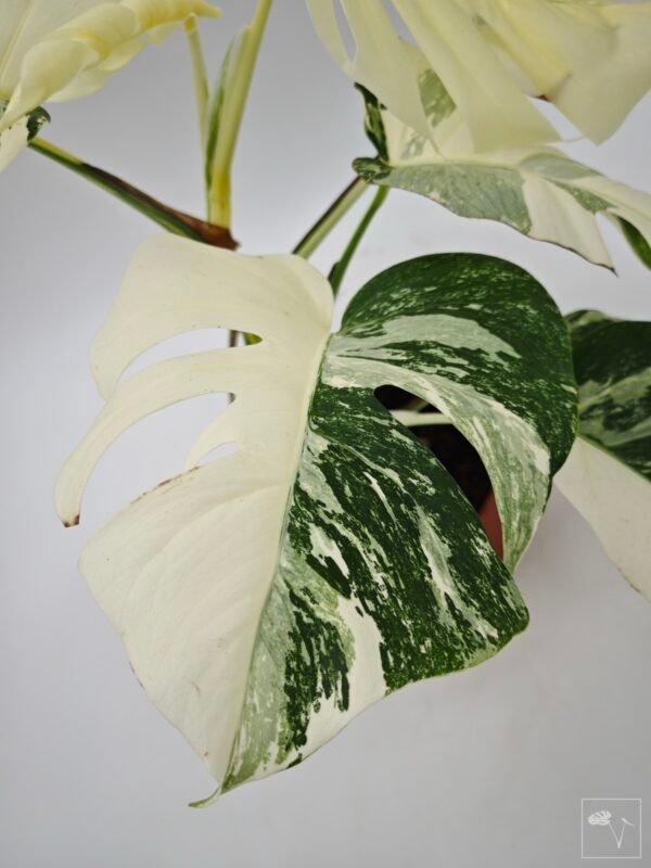 Monstera Albo Variegata (L) 8
