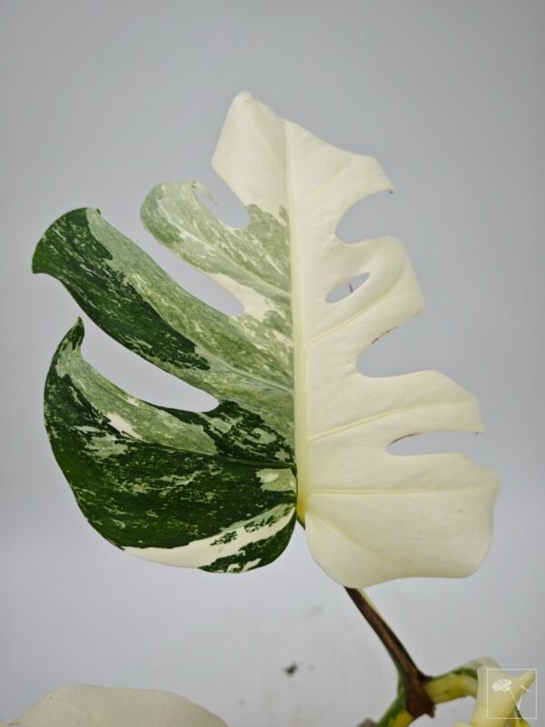 Monstera Albo Variegata (L) 8 - Imagen 4