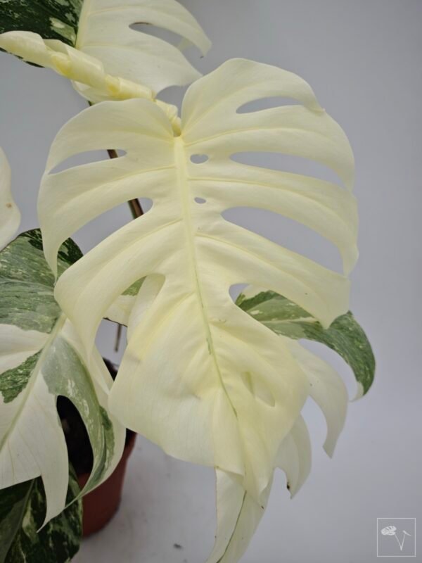 Monstera Albo Variegata (L) 8 - Imagen 5