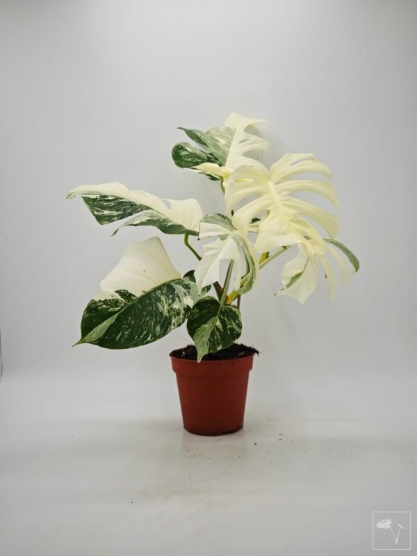 Monstera Albo Variegata (L) 8 - Imagen 8