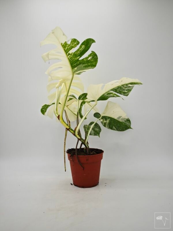 Monstera Albo Variegata (L) 8 - Imagen 9