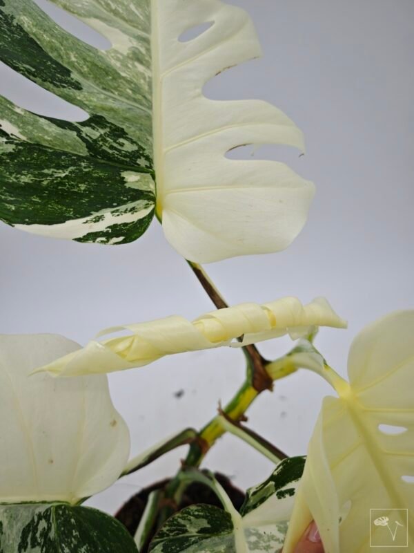 Monstera Albo Variegata (L) 8 - Imagen 10