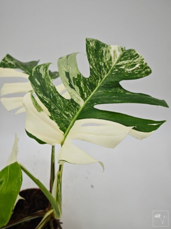 Monstera Albo Variegata (L) 9 - Imagen 2