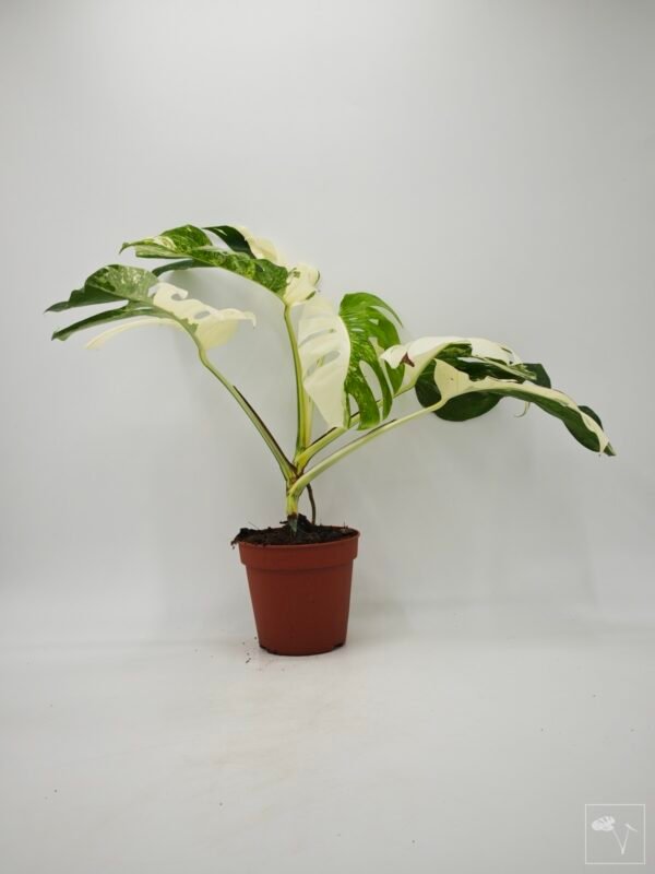 Monstera Albo Variegata (L) 9 - Imagen 3
