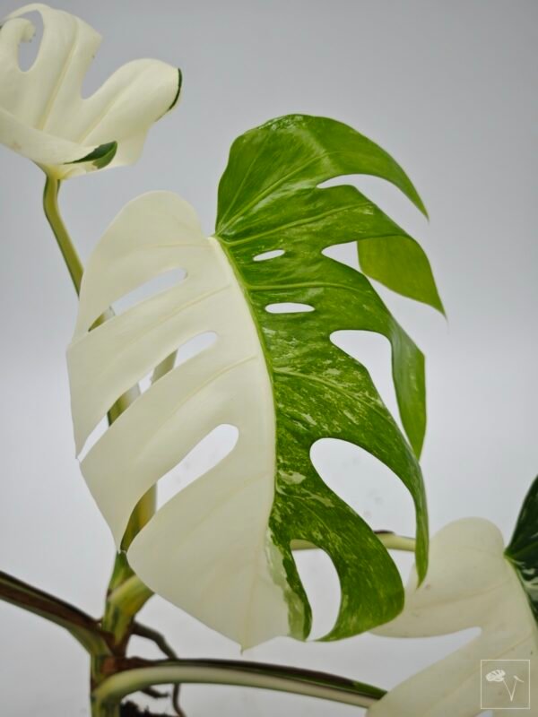 Monstera Albo Variegata (L) 9 - Imagen 4