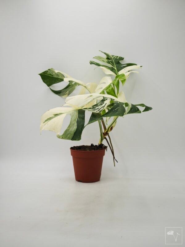 Monstera Albo Variegata (L) 9 - Imagen 5