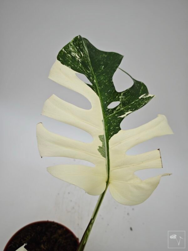 Monstera Albo Variegata (L) 9 - Imagen 6