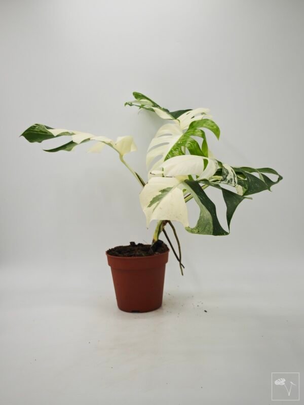 Monstera Albo Variegata (L) 9 - Imagen 8