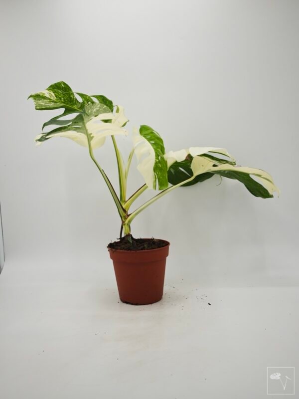 Monstera Albo Variegata (L) 9 - Imagen 9