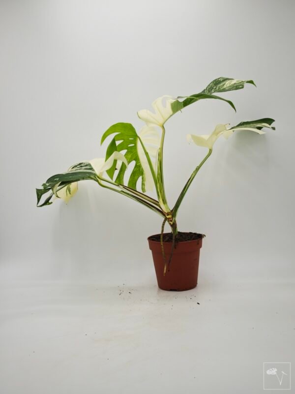 Monstera Albo Variegata (L) 9 - Imagen 10