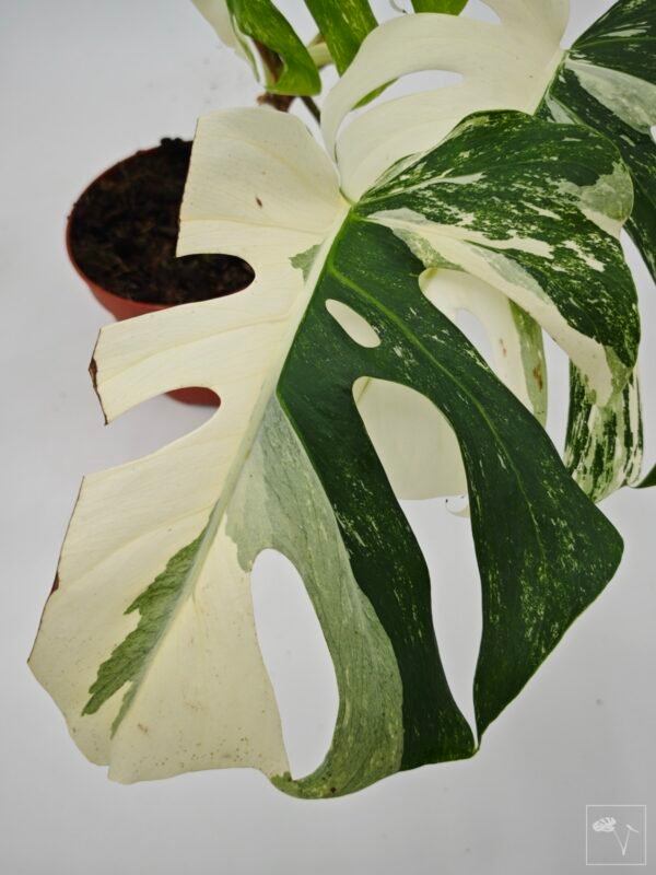 Monstera Albo Variegata (L) 9