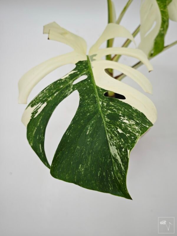 Monstera Albo Variegata (L) 9 - Imagen 12