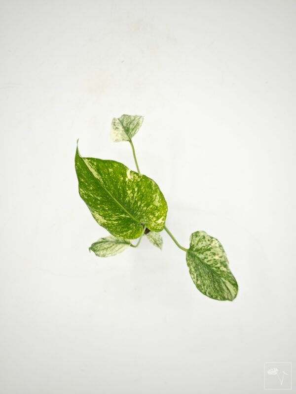 Monstera Mint Variegata (S) 1 - Imagen 10