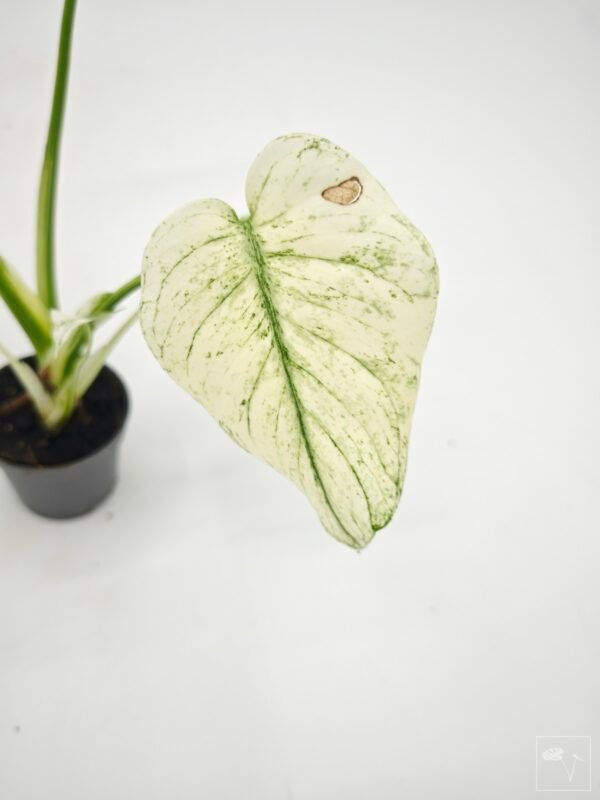 Monstera Mint Variegata (S) - Imagen 3