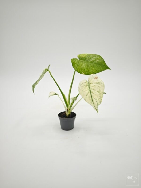 Monstera Mint Variegata (S) - Imagen 4