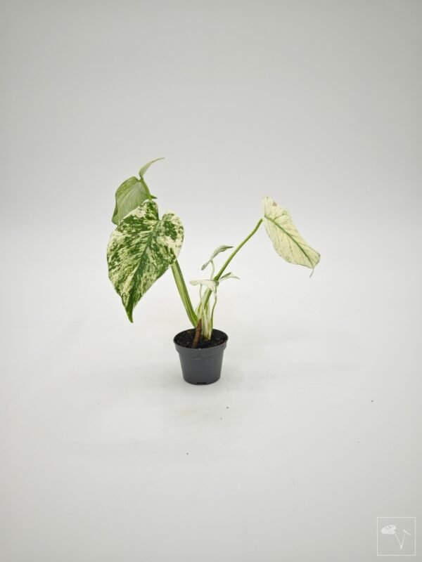 Monstera Mint Variegata (S) - Imagen 5