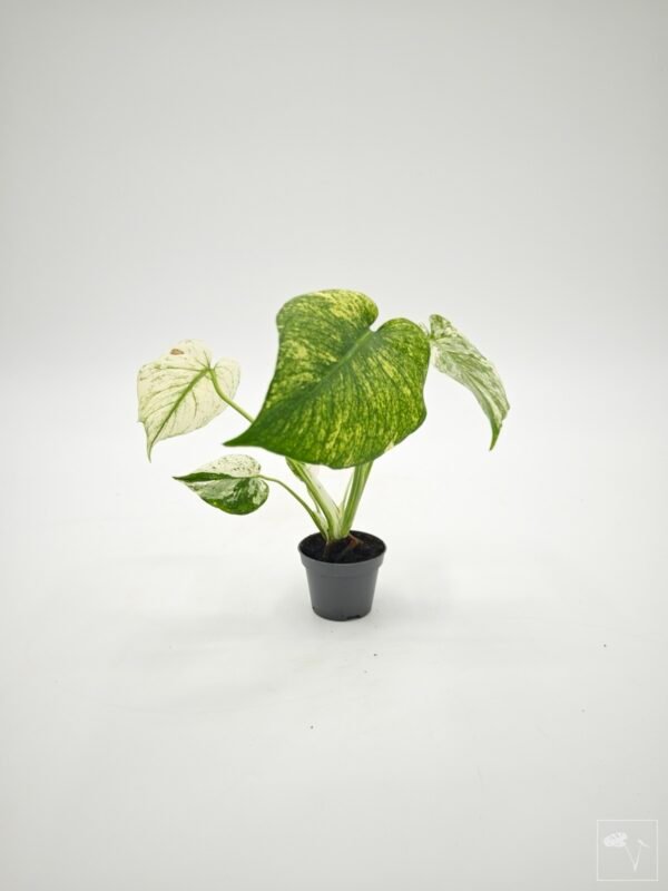 Monstera Mint Variegata (S) - Imagen 6