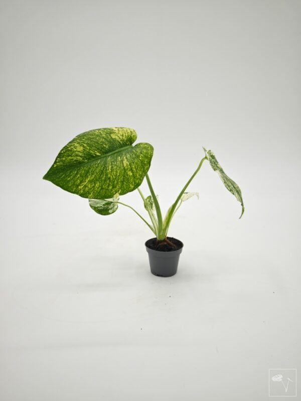 Monstera Mint Variegata (S) - Imagen 7