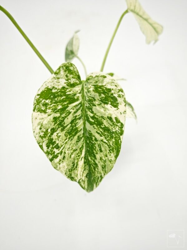 Monstera Mint Variegata (S) - Imagen 9