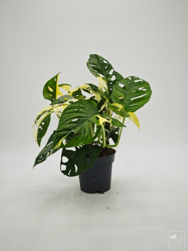 Monstera Obliqua Monkey Japanese Tricolour - Imagen 2