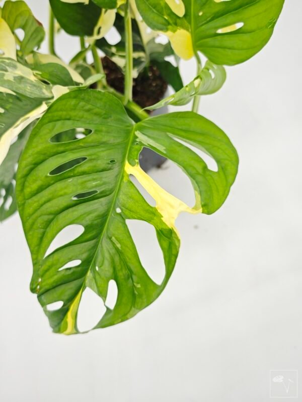 Monstera Obliqua Monkey Japanese Tricolour - Imagen 7