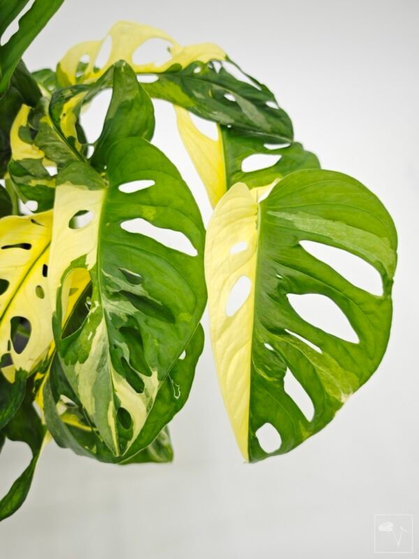 Monstera Obliqua Monkey Japanese Tricolour - Imagen 2