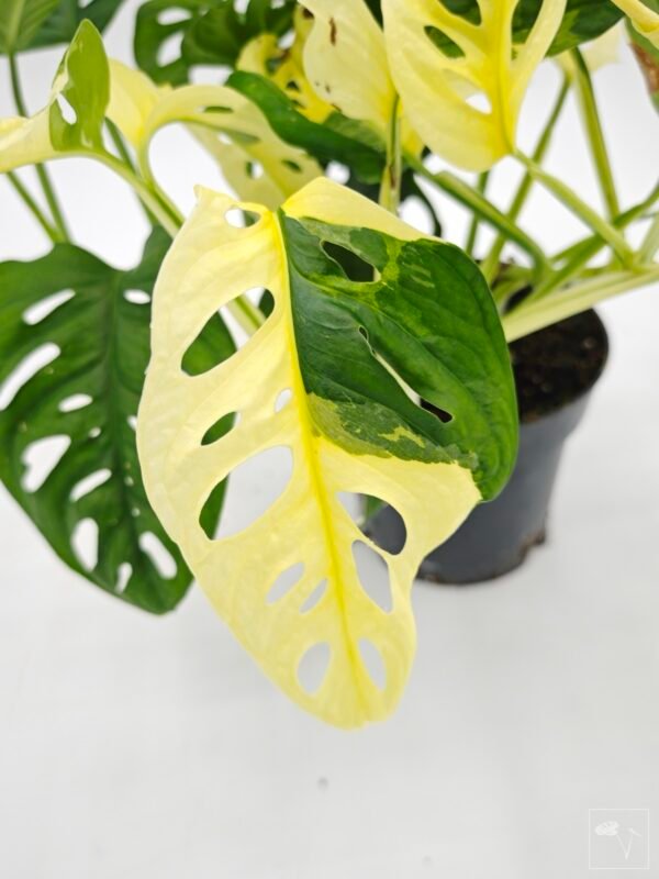 Monstera Obliqua Monkey Japanese Tricolour - Imagen 3