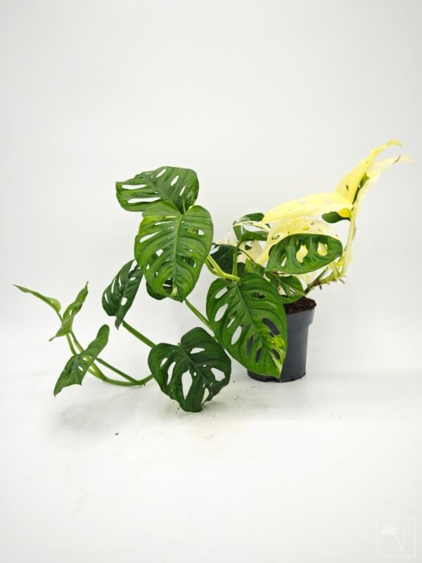 Monstera Obliqua Monkey Japanese Tricolour - Imagen 7