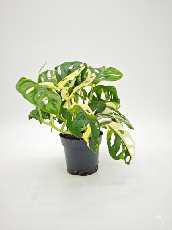 Monstera Obliqua Monkey Japanese Tricolour - Imagen 4