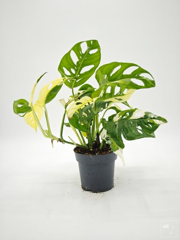 Monstera Obliqua Monkey Japanese Tricolour - Imagen 5