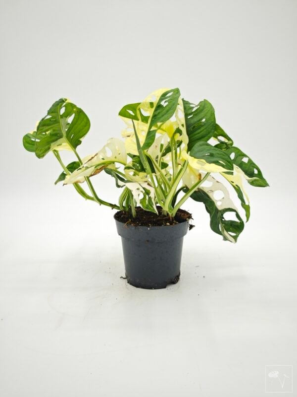 Monstera Obliqua Monkey Japanese Tricolour - Imagen 5