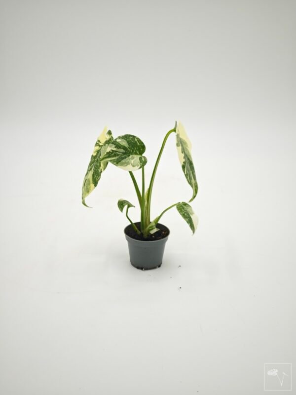 Monstera Thai ConstellationXCreme Bruleé (S) - Imagen 2