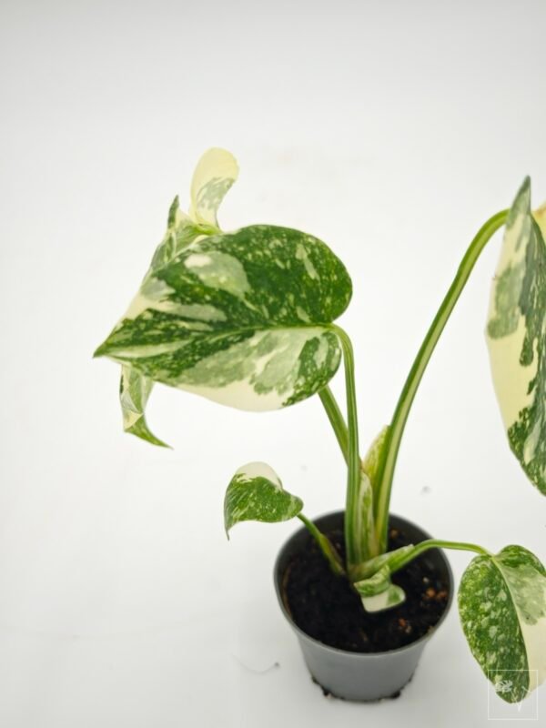 Monstera Thai ConstellationXCreme Bruleé (S) - Imagen 6