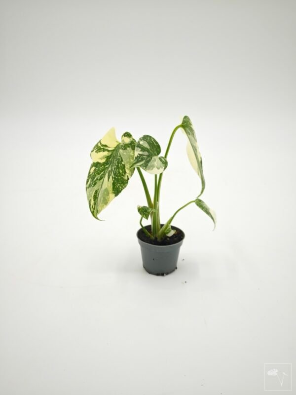 Monstera Thai ConstellationXCreme Bruleé (S) - Imagen 8