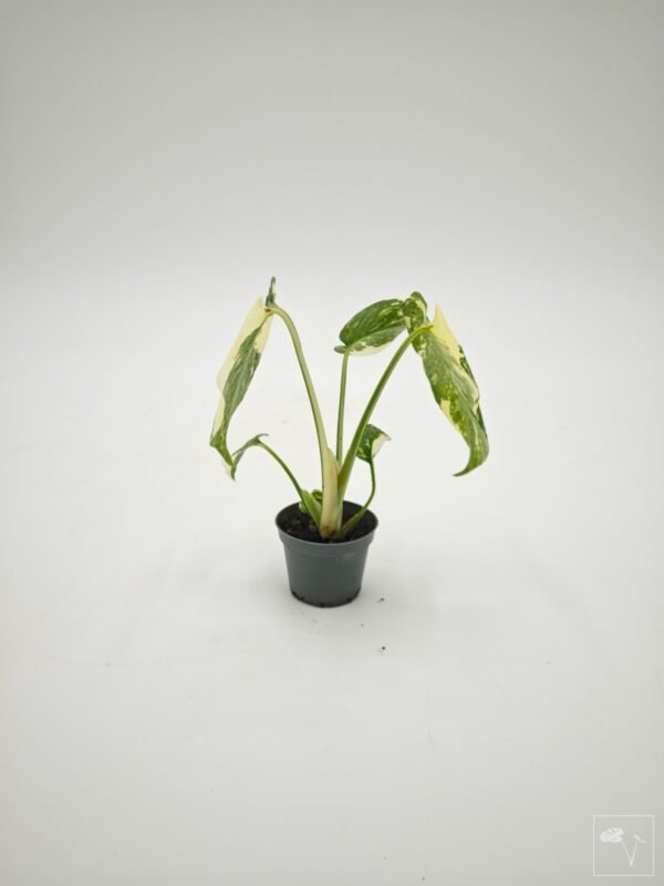 Monstera Thai ConstellationXCreme Bruleé (S) - Imagen 9