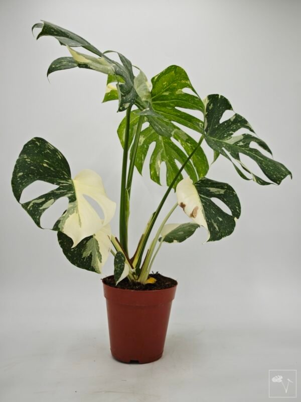 Monstera Thai Constellation (L) 10 - Imagen 2
