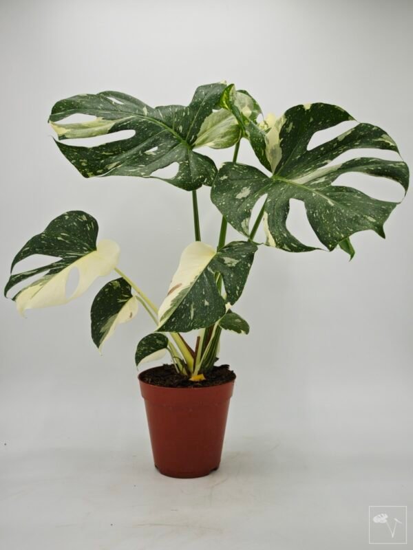 Monstera Thai Constellation (L) 10 - Imagen 3