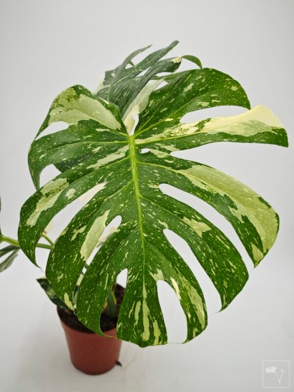 Monstera Thai Constellation (L) 10 - Imagen 4