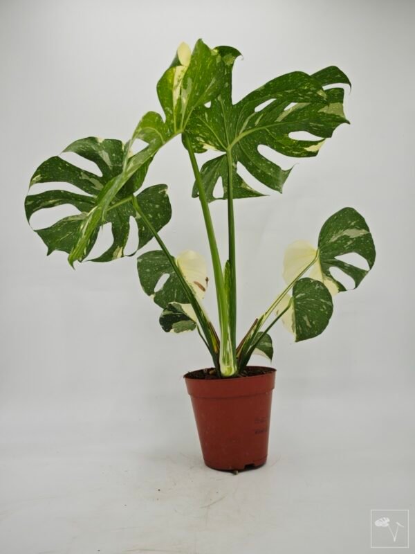 Monstera Thai Constellation (L) 10 - Imagen 5