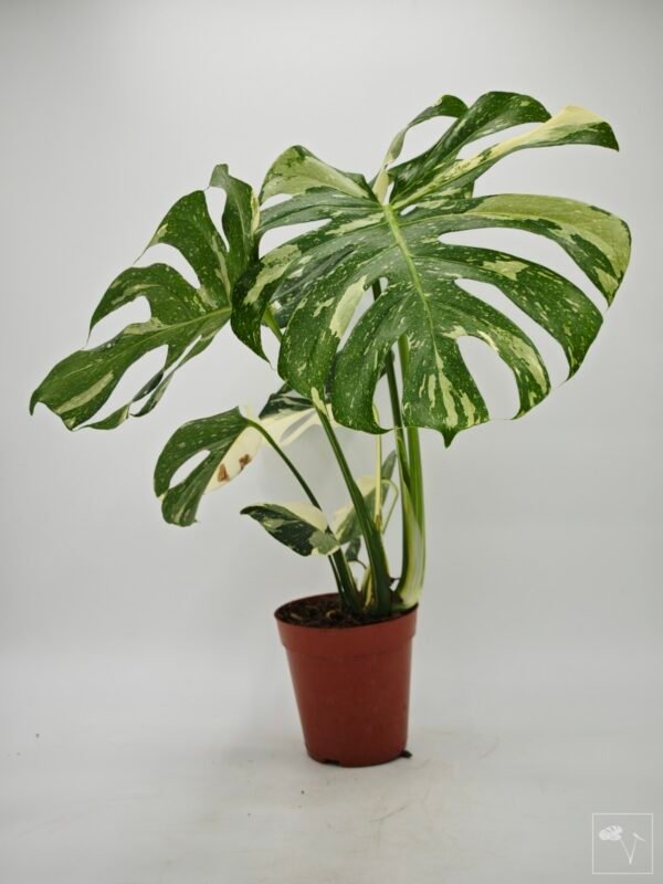 Monstera Thai Constellation (L) 10 - Imagen 6