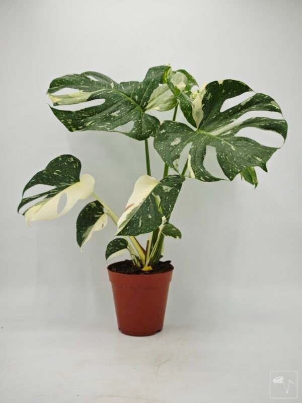 Monstera Thai Constellation (L) 10 - Imagen 7