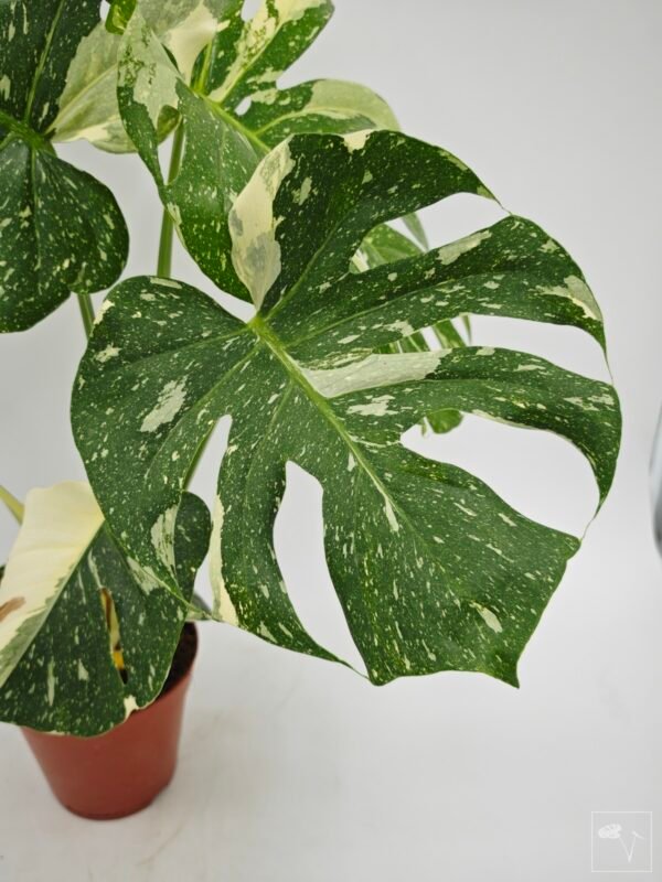 Monstera Thai Constellation (L) 10