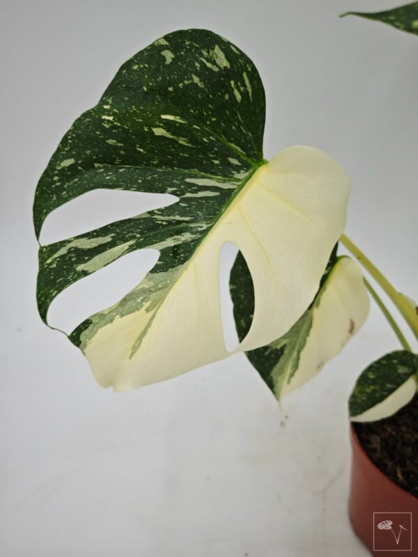 Monstera Thai Constellation (L) 10 - Imagen 9
